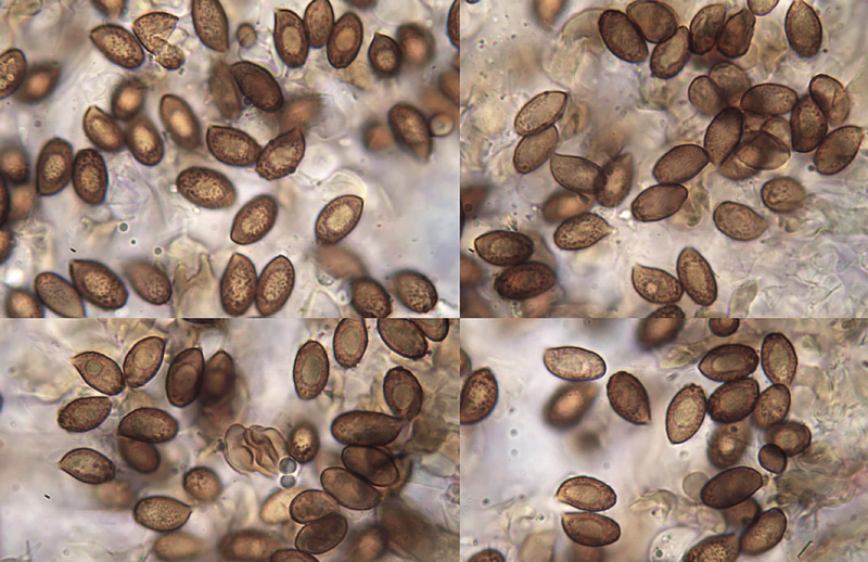 Cortinarius serratissimus spory